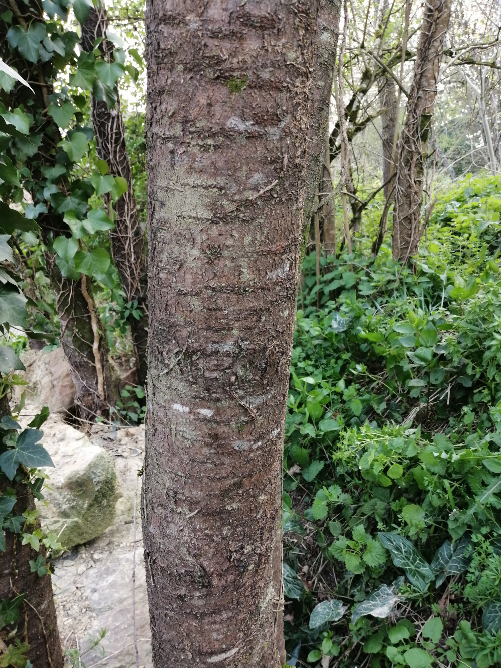 Annexe IMG_20200328_182502.jpg