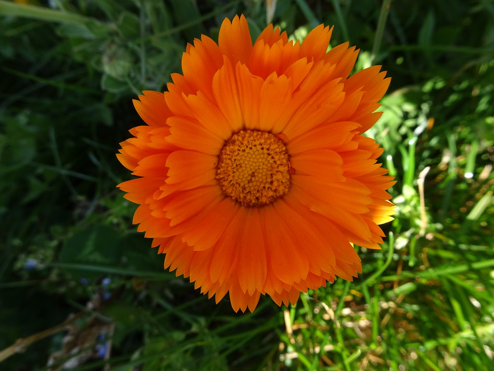 Annexe Souci vu du dessus.jpg