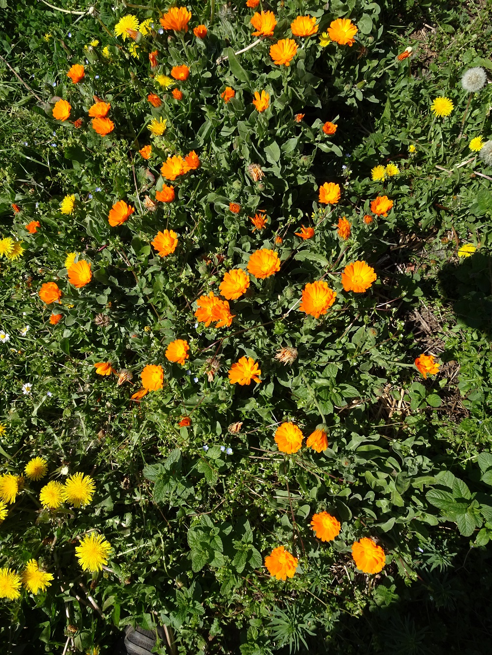 Annexe souci vu densemble.jpg