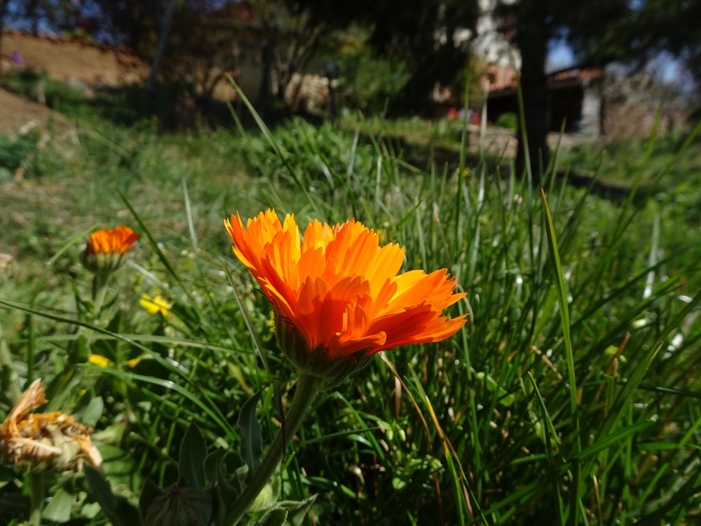 Annexe souci vu en coupe.jpg