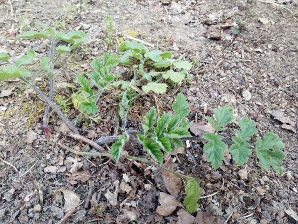 Annexe IMG_20200404_144420.jpg