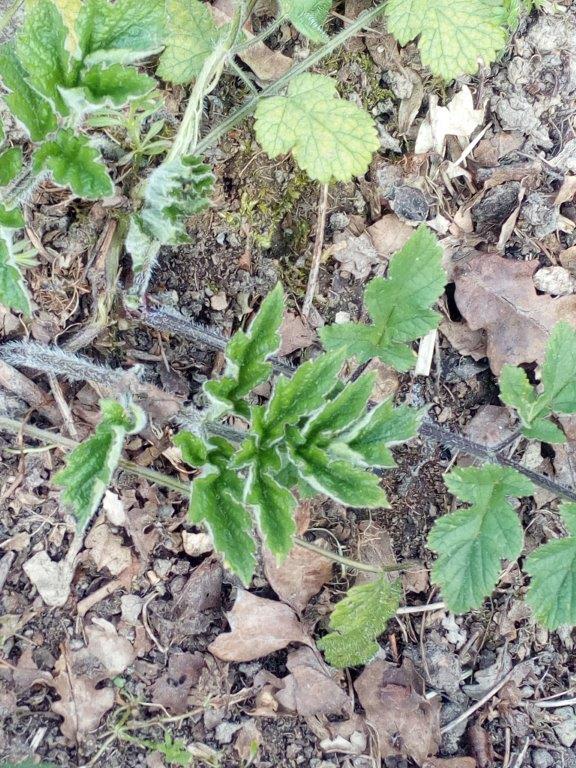 Annexe IMG_20200404_144430.jpg