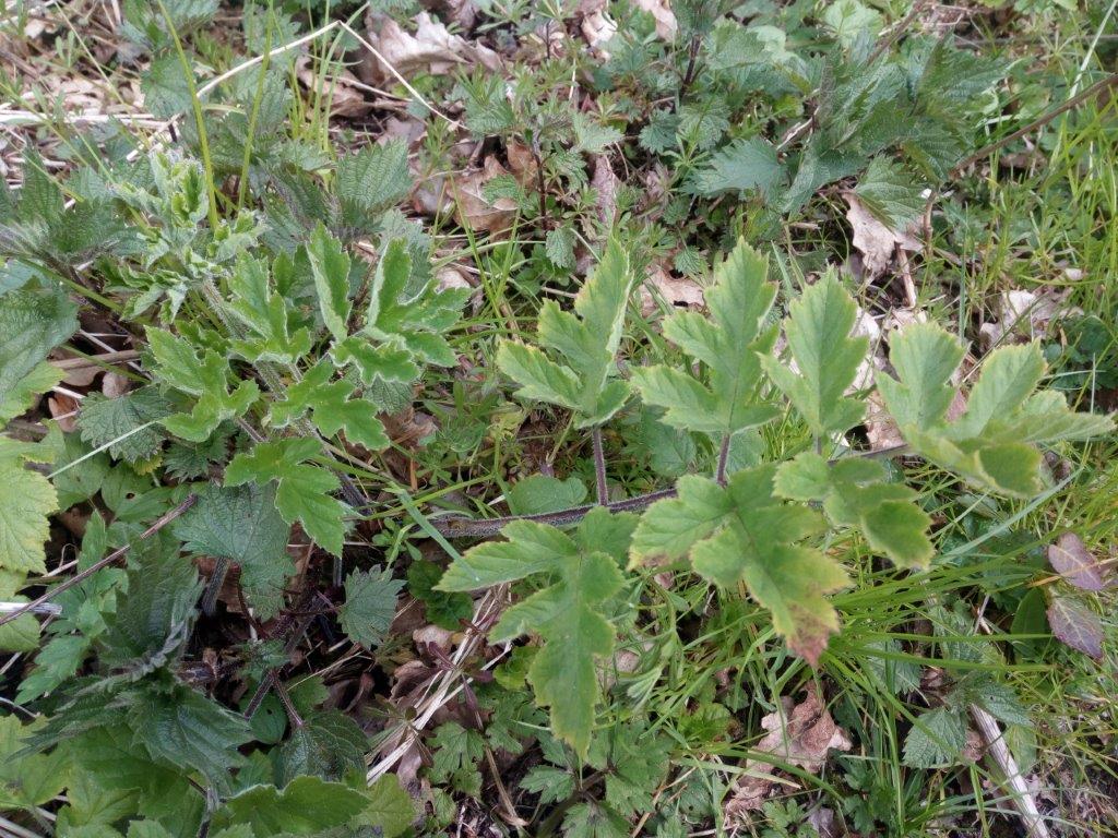 Annexe IMG_20200404_144529.jpg