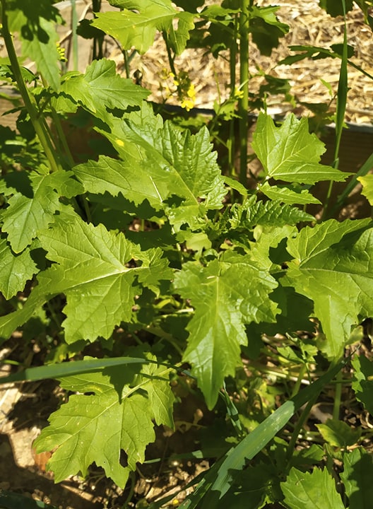 Annexe Moutarde feuille 2.jpg