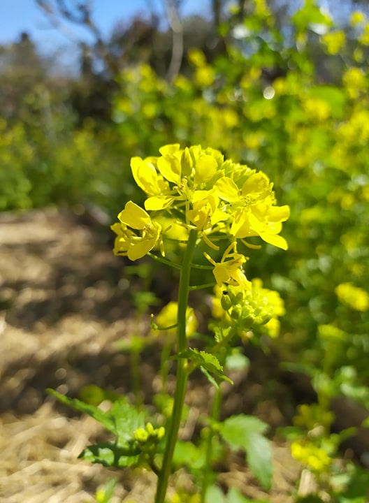 Annexe Moutarde rapproché profil.jpg