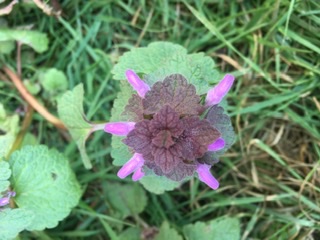 Annexe 5509A8A8-9FFE-4DBF-9F19-4D85495897B7.jpeg