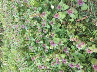 Annexe 7FCAE493-B554-40D5-A408-1F98BF2AA738.jpeg