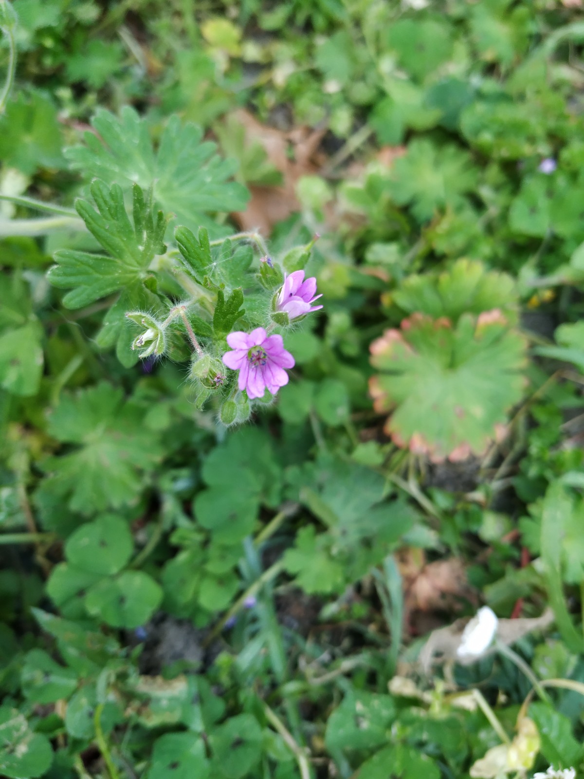 Annexe Géranium molle - Vue de haut.jpg