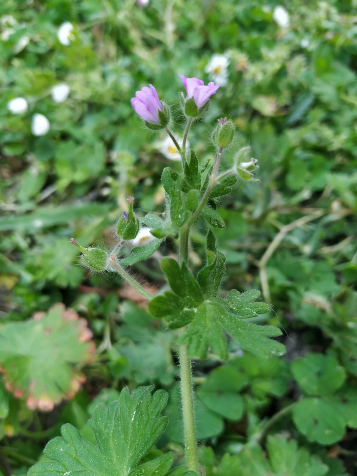Annexe Géranium molle - Vue de profil.jpg