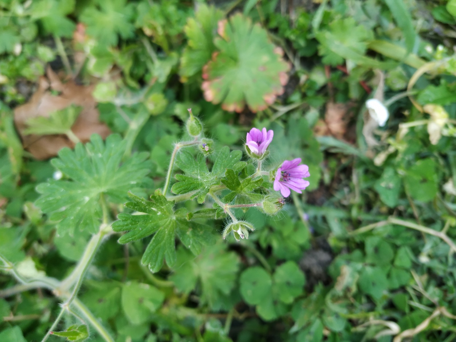 Annexe Géranium molle - Vue densemble.jpg