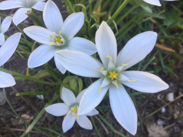 Annexe dessus dame de 11H.JPG