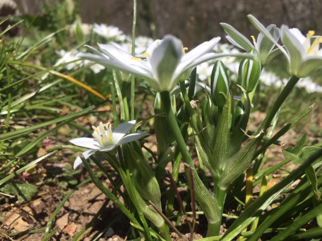 Annexe profil fleur dame de 11H.JPG