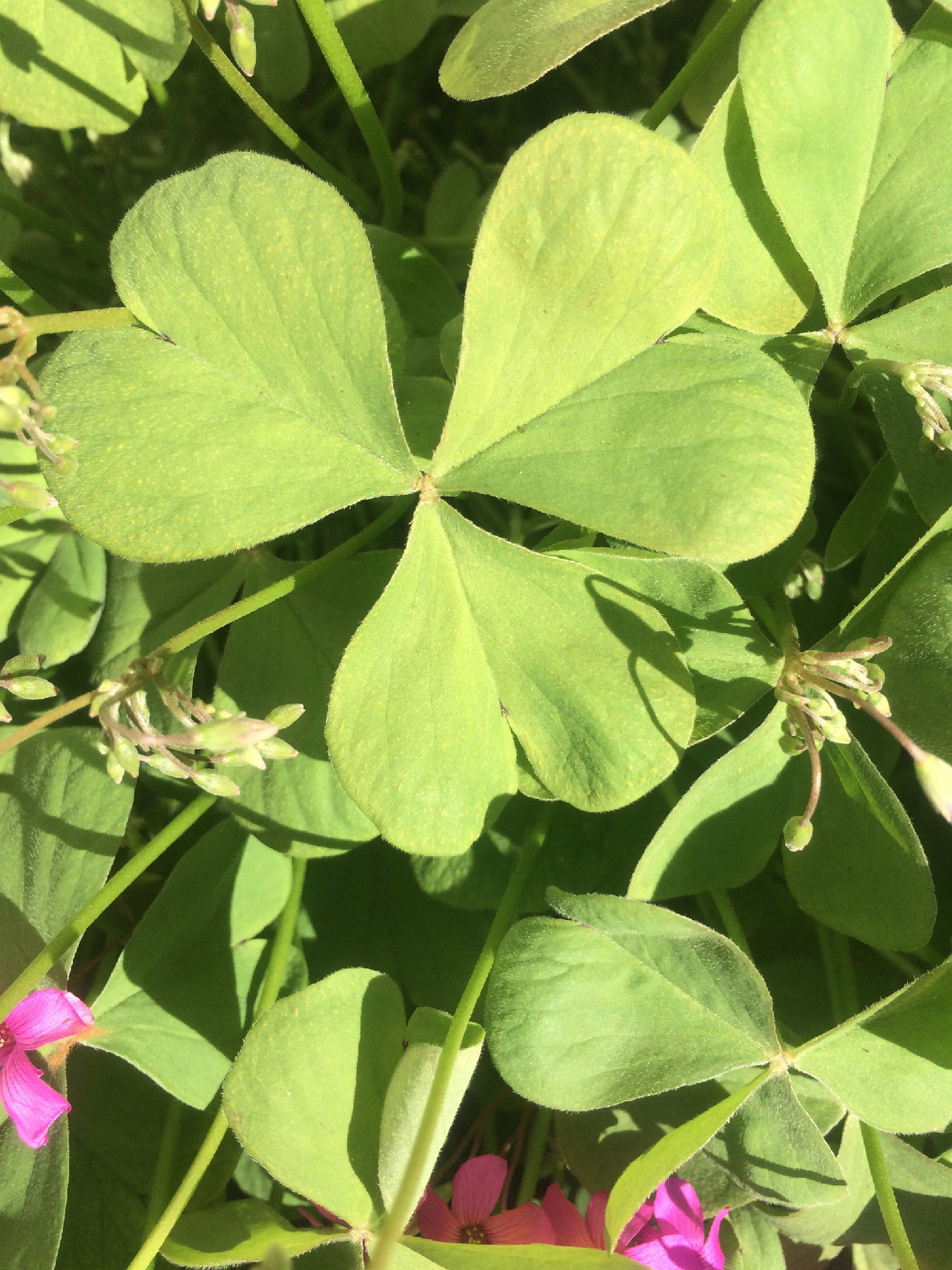 Annexe Oxalis articulé feuilles.jpg