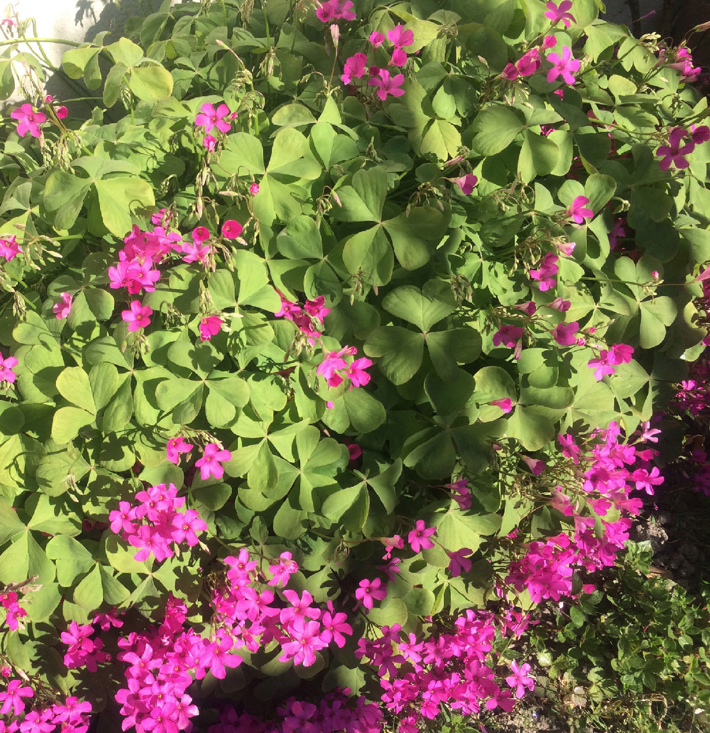 Annexe Oxalis articulé vue generale.jpg