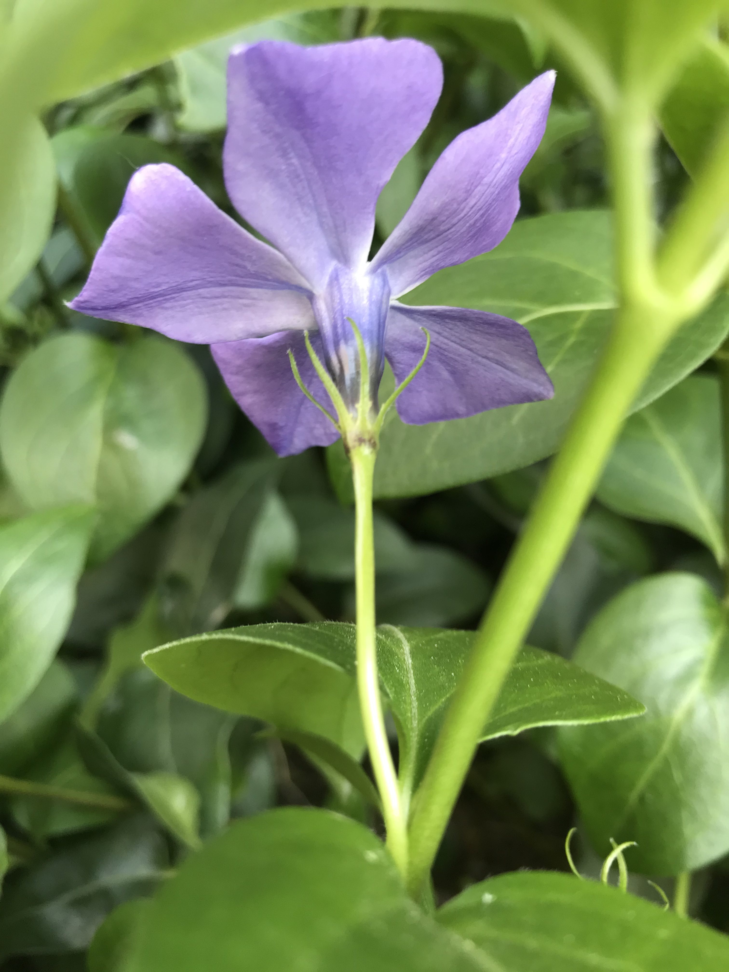 Annexe DOS FLEUR.jpg