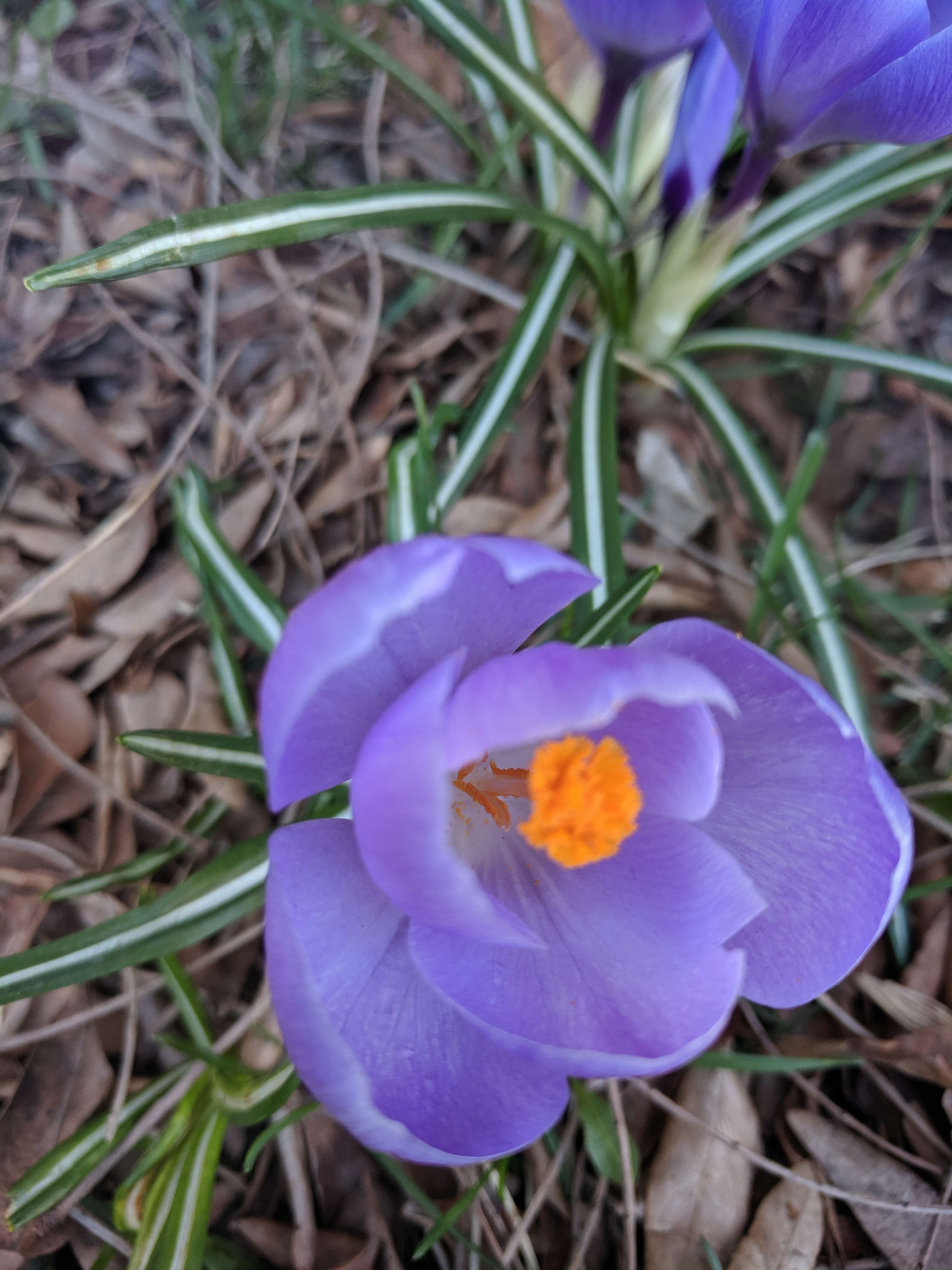 Annexe fleurcrocus.jpg