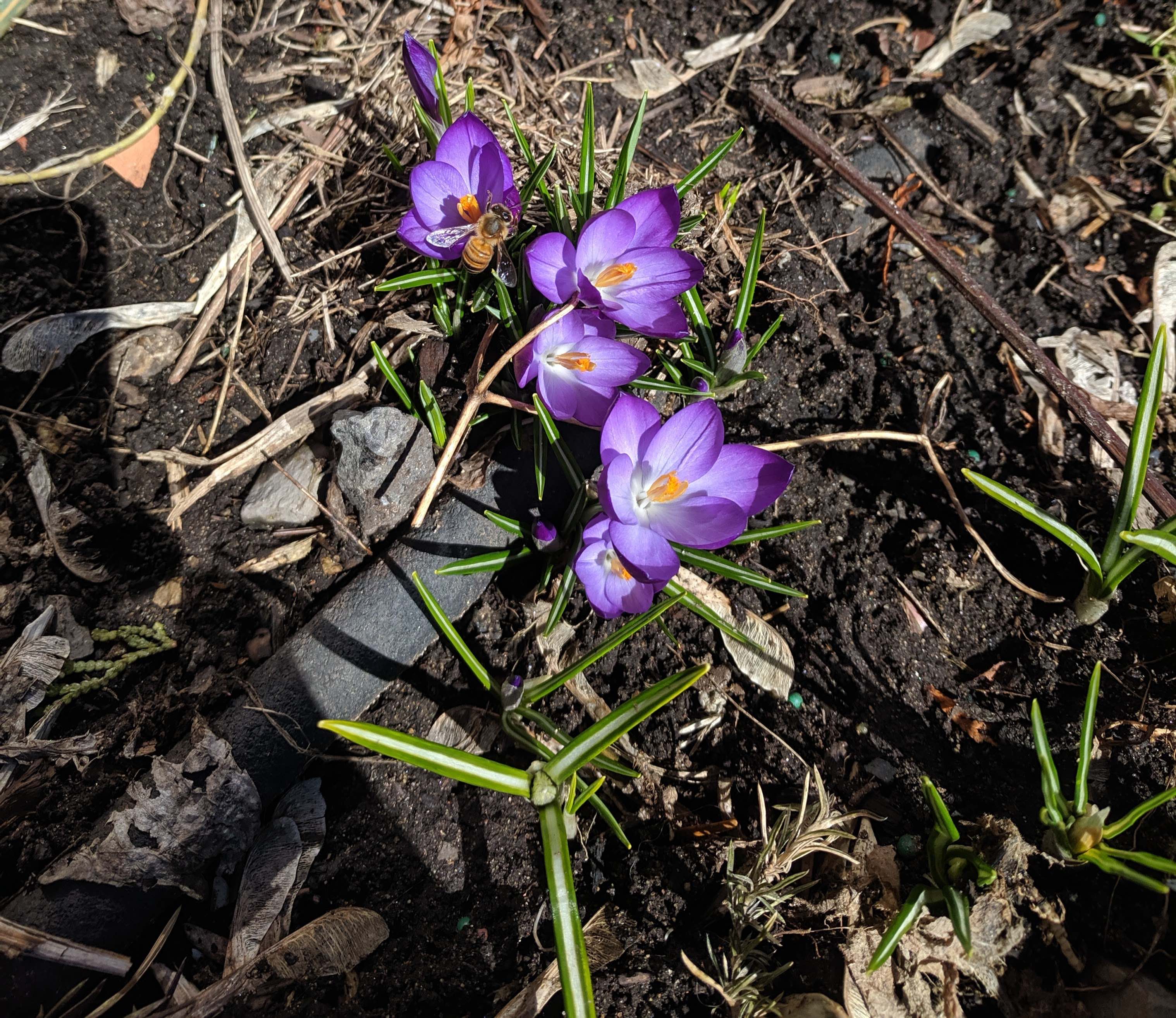 Annexe vuedensemble.jpg