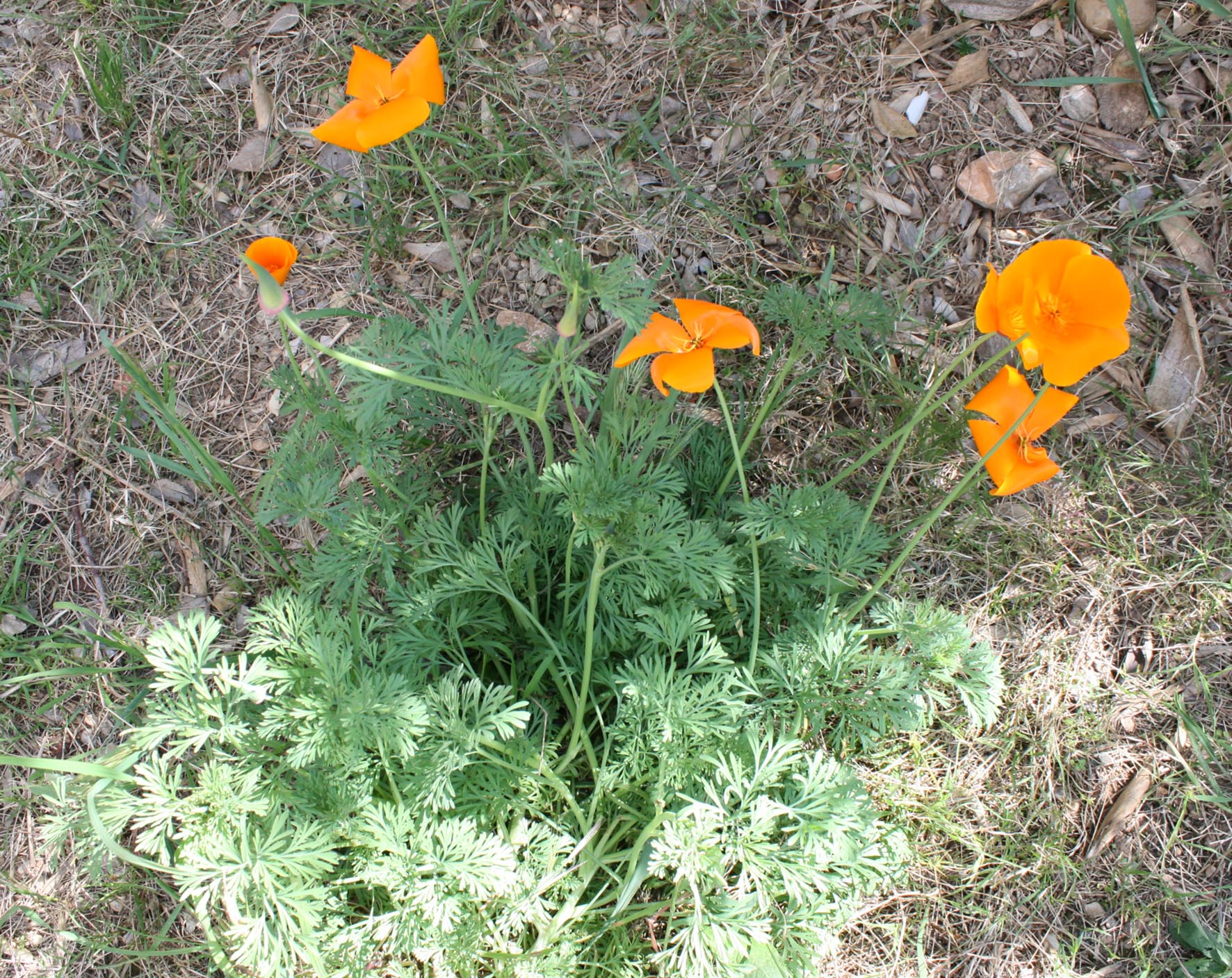 Annexe Vue globale.jpg