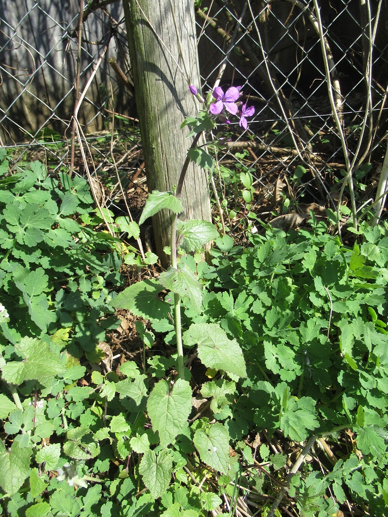 Annexe IMG_3026.pt.jpg