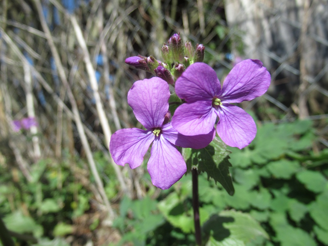 Annexe IMG_3028.pt.jpg