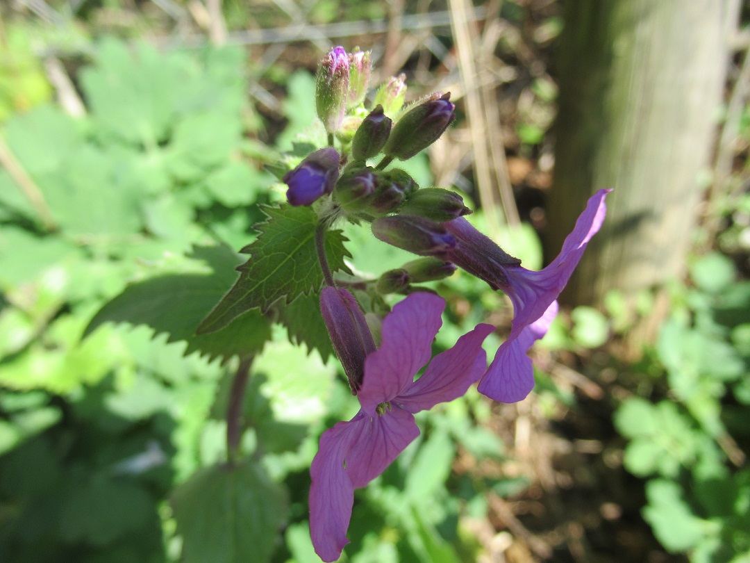 Annexe IMG_3029.pt.jpg