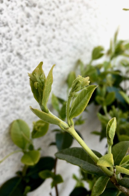 Annexe IMG_1936-1.jpg