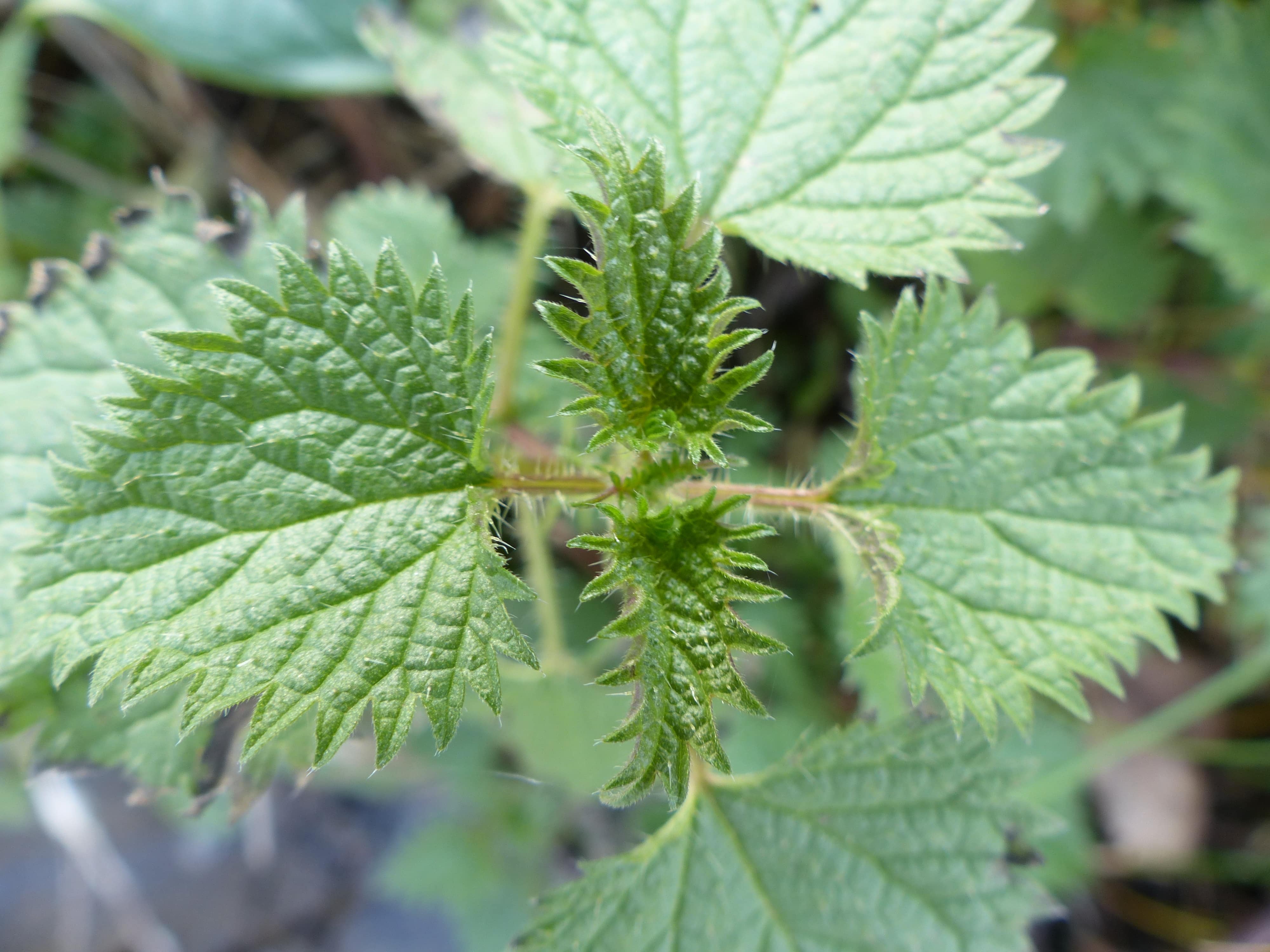 Annexe img_002295872O-min.jpg