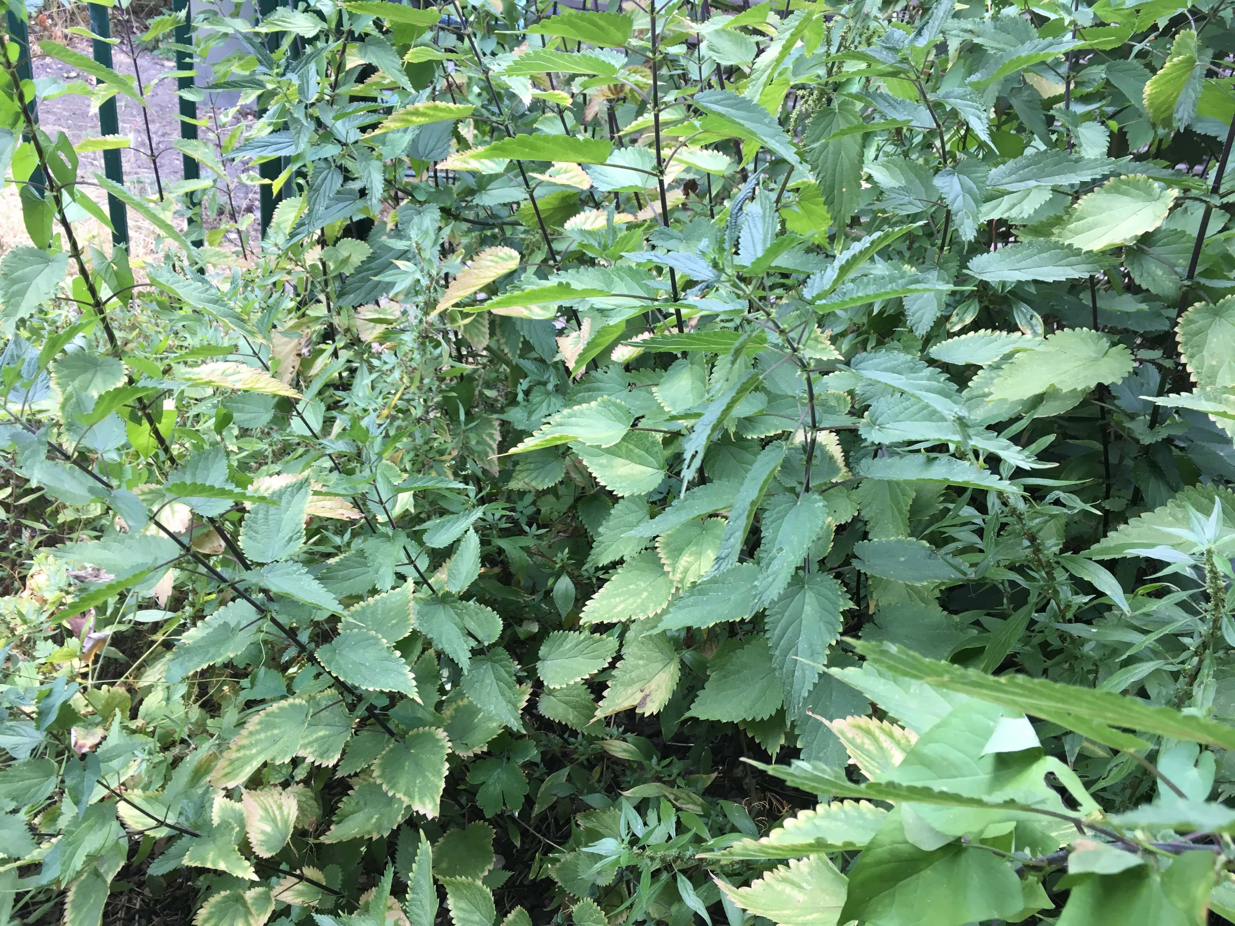 Annexe img_002322511O-min.jpg