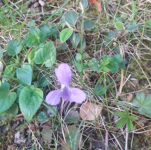 Annexe Capture d’écran 2020-04-05 à 16.48.00.png