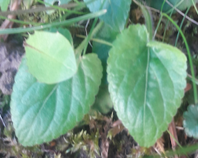 Annexe Capture d’écran 2020-04-05 à 16.48.13.png