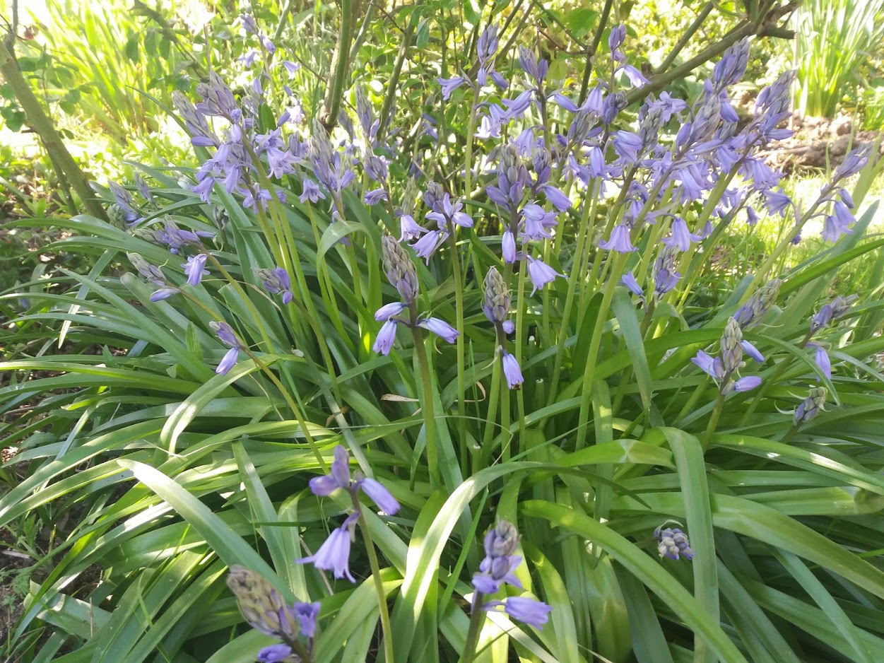 Annexe 20200405_121555.jpg