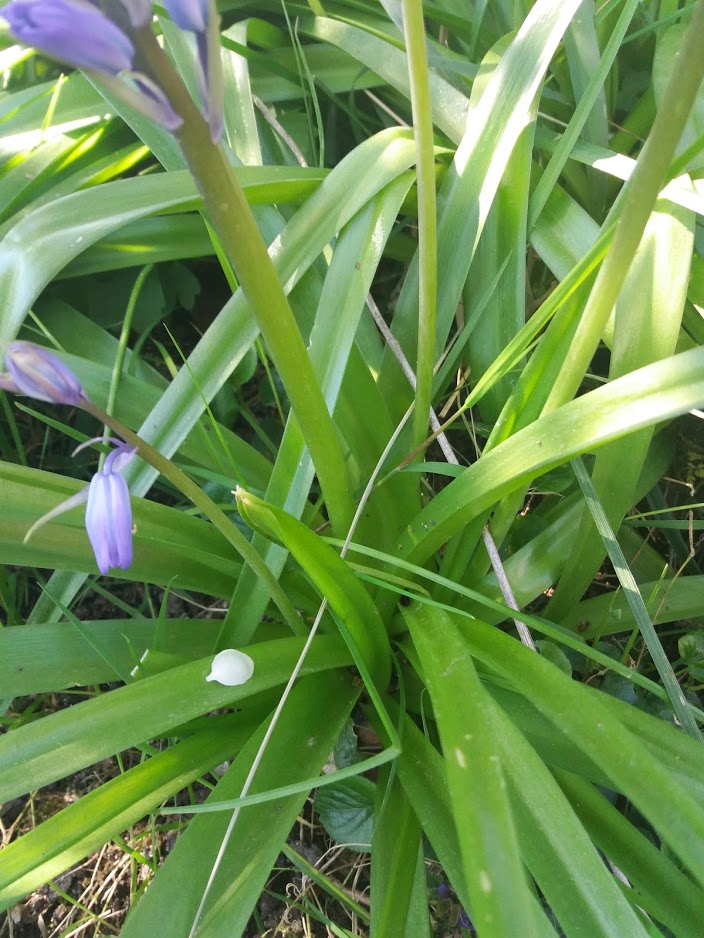 Annexe 20200405_121626.jpg