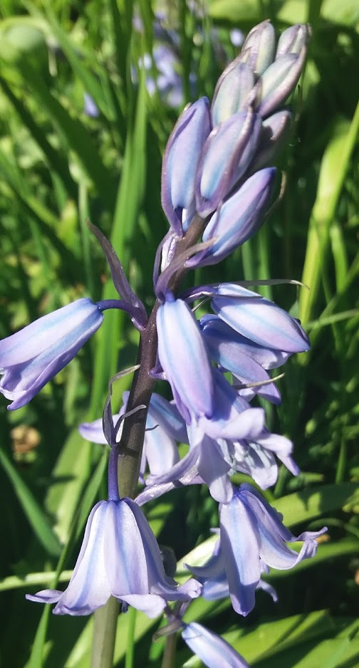 Annexe 20200405_123441.jpg