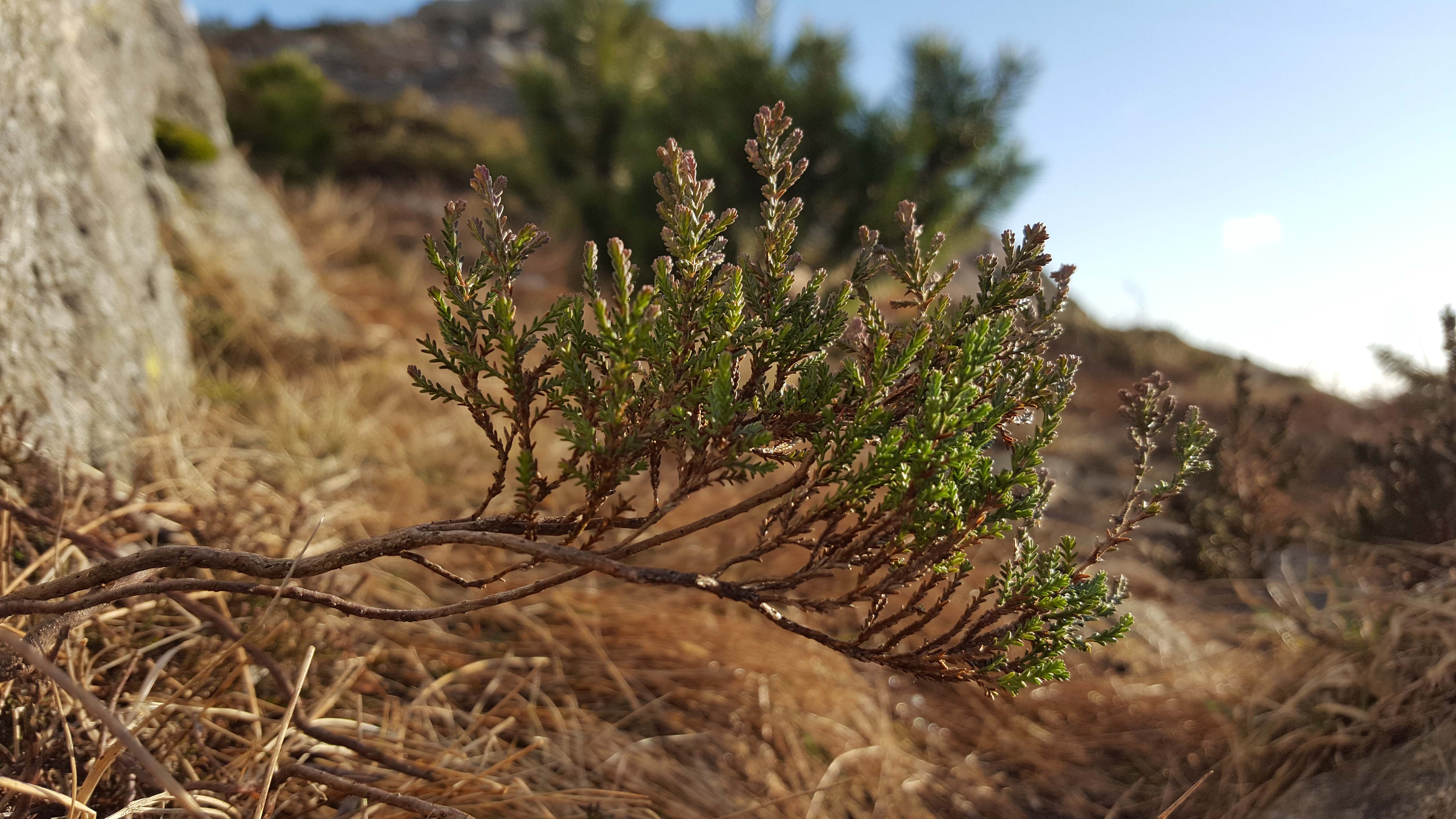 Annexe 20200328_170951.jpg