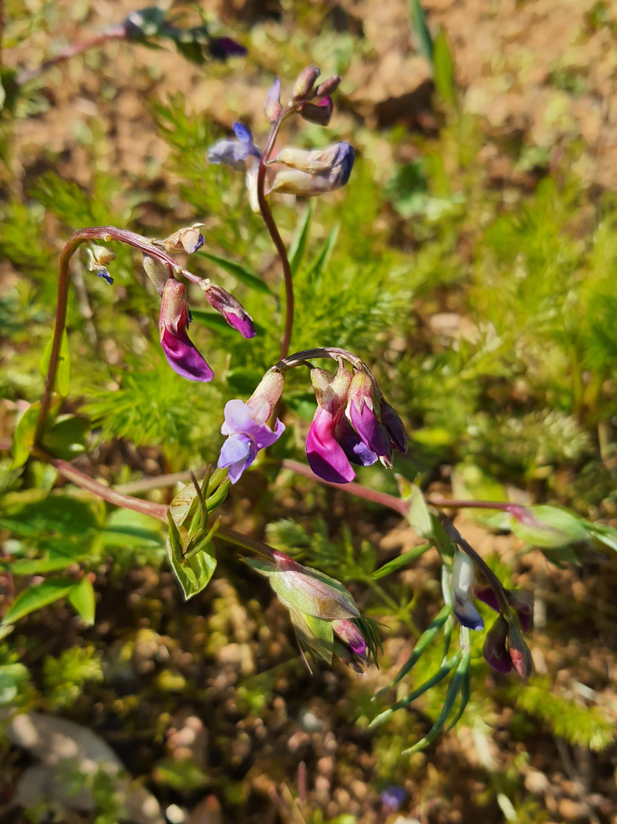 Annexe Lathyrus_vernus2.jpg