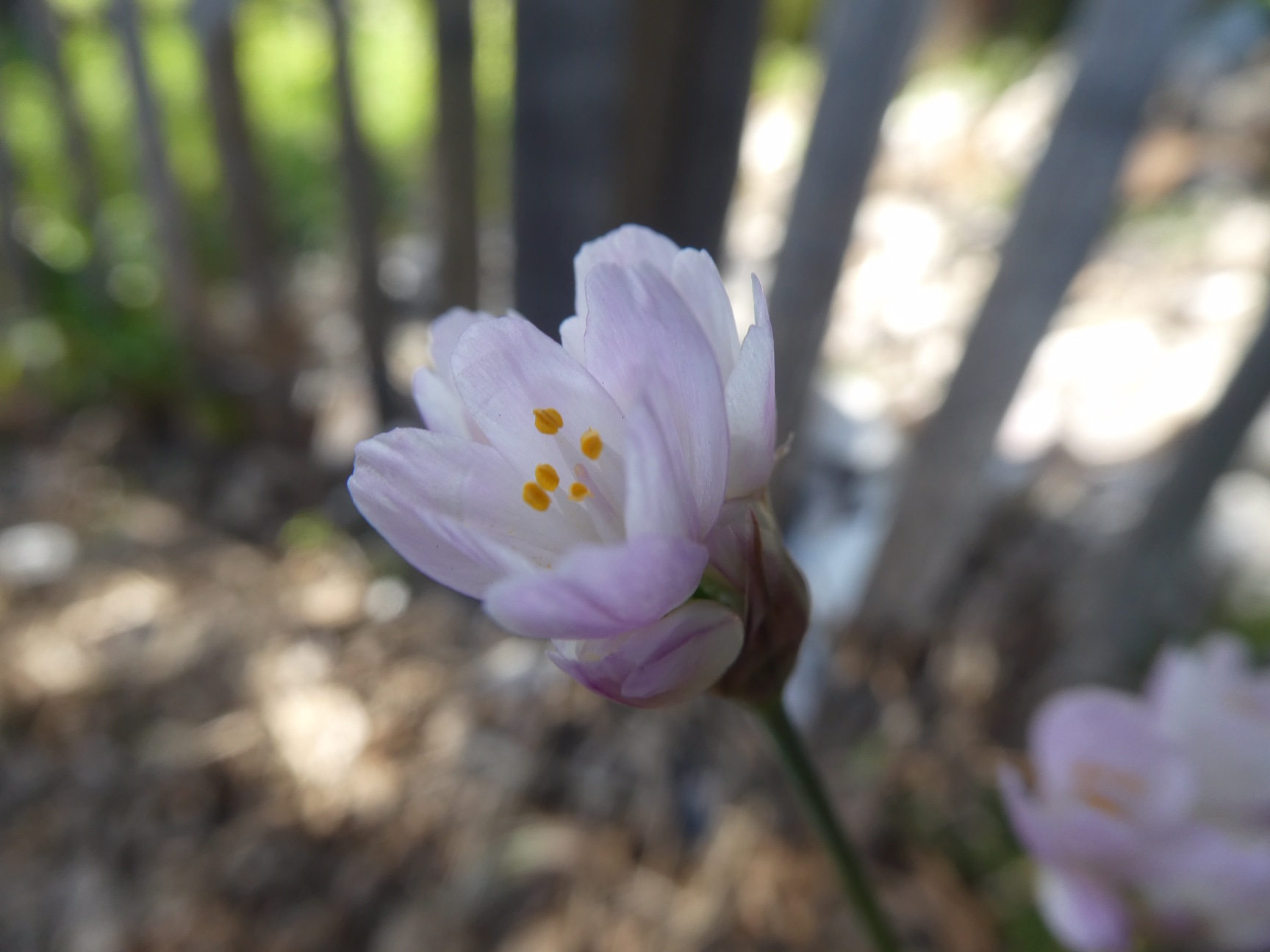 Annexe Allium roseum L. Photo 2.JPG