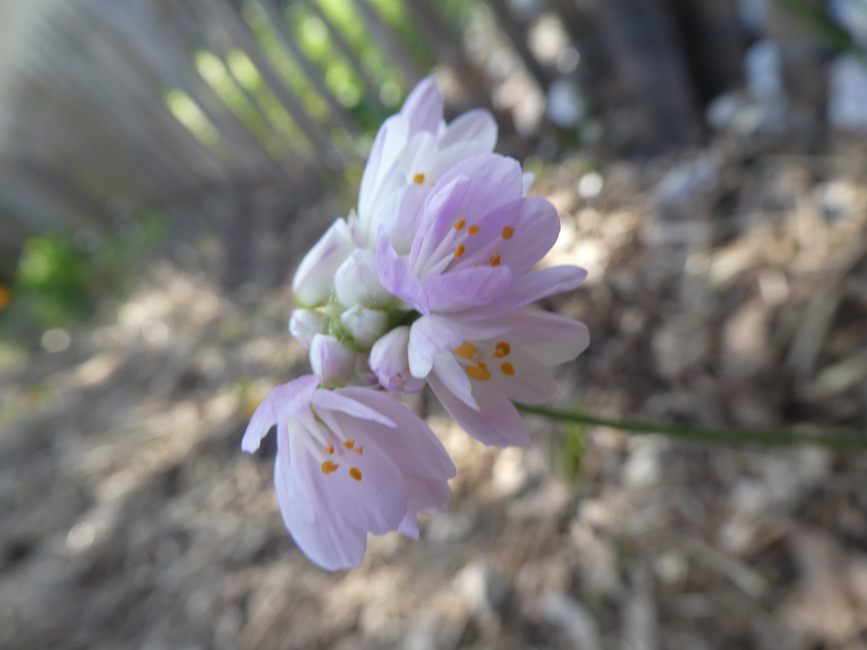 Annexe Allium roseum L.Photo 1.JPG