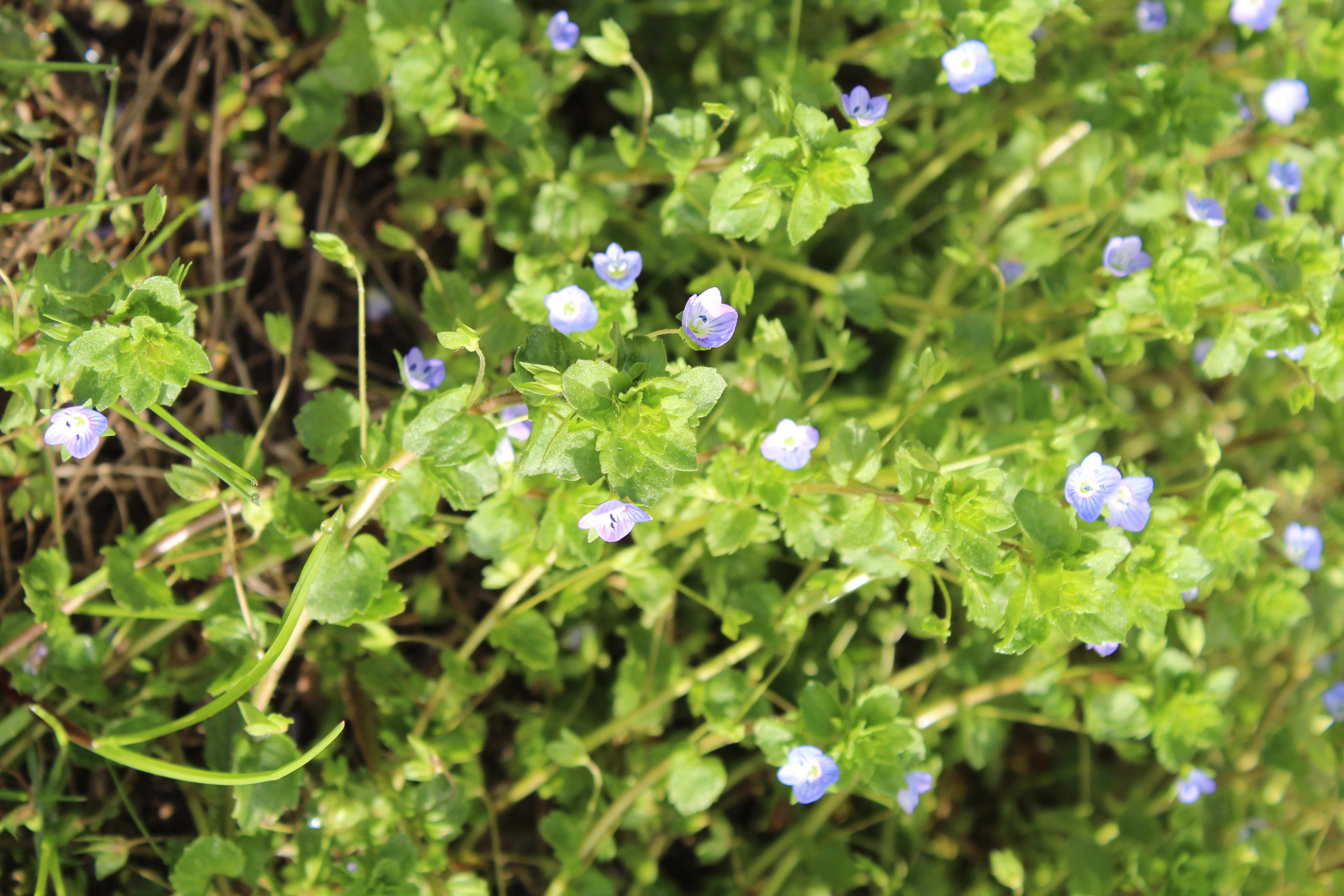 Annexe Veronique-1.jpg