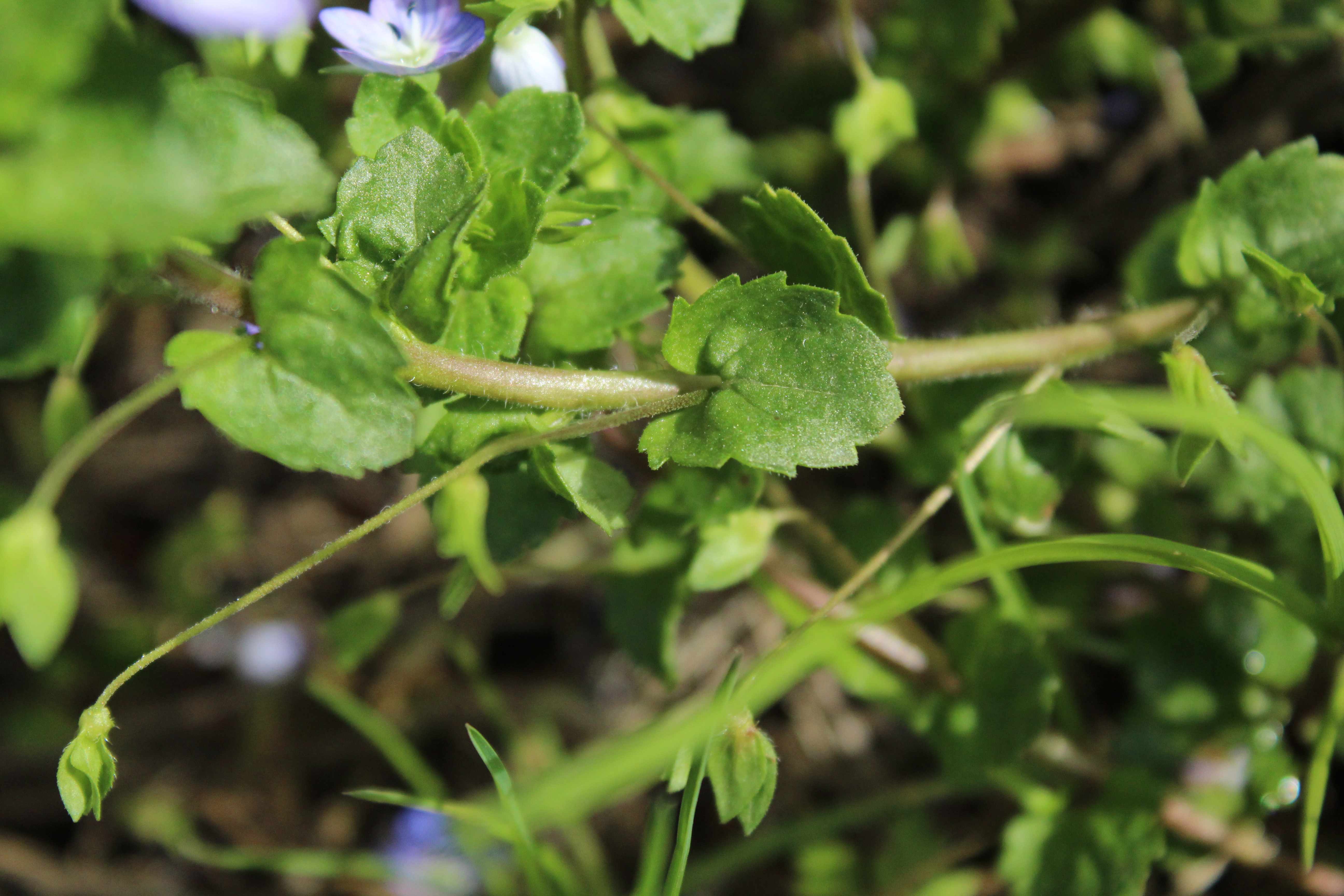 Annexe Veronique-2.jpg