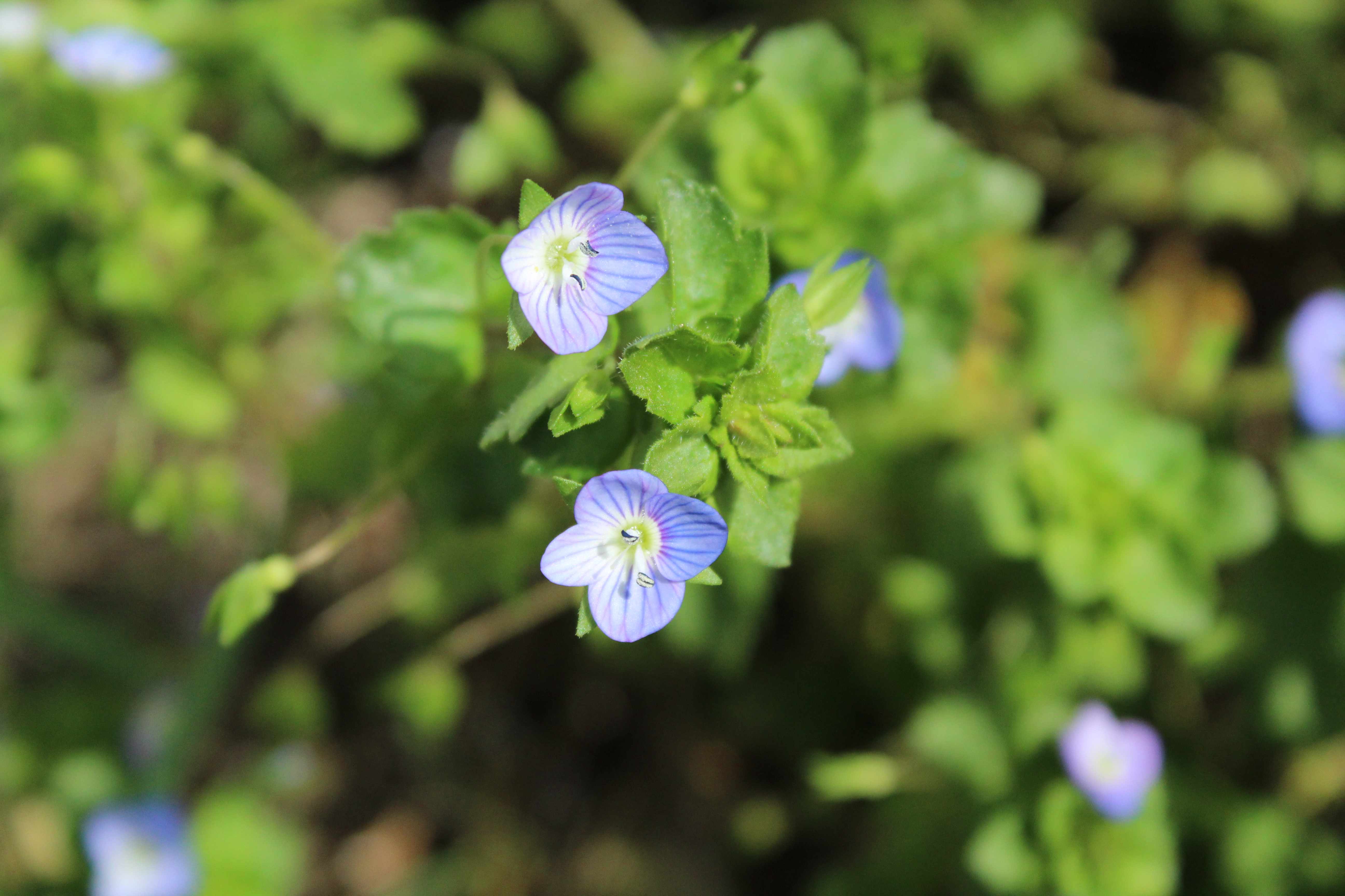 Annexe Veronique-3.jpg