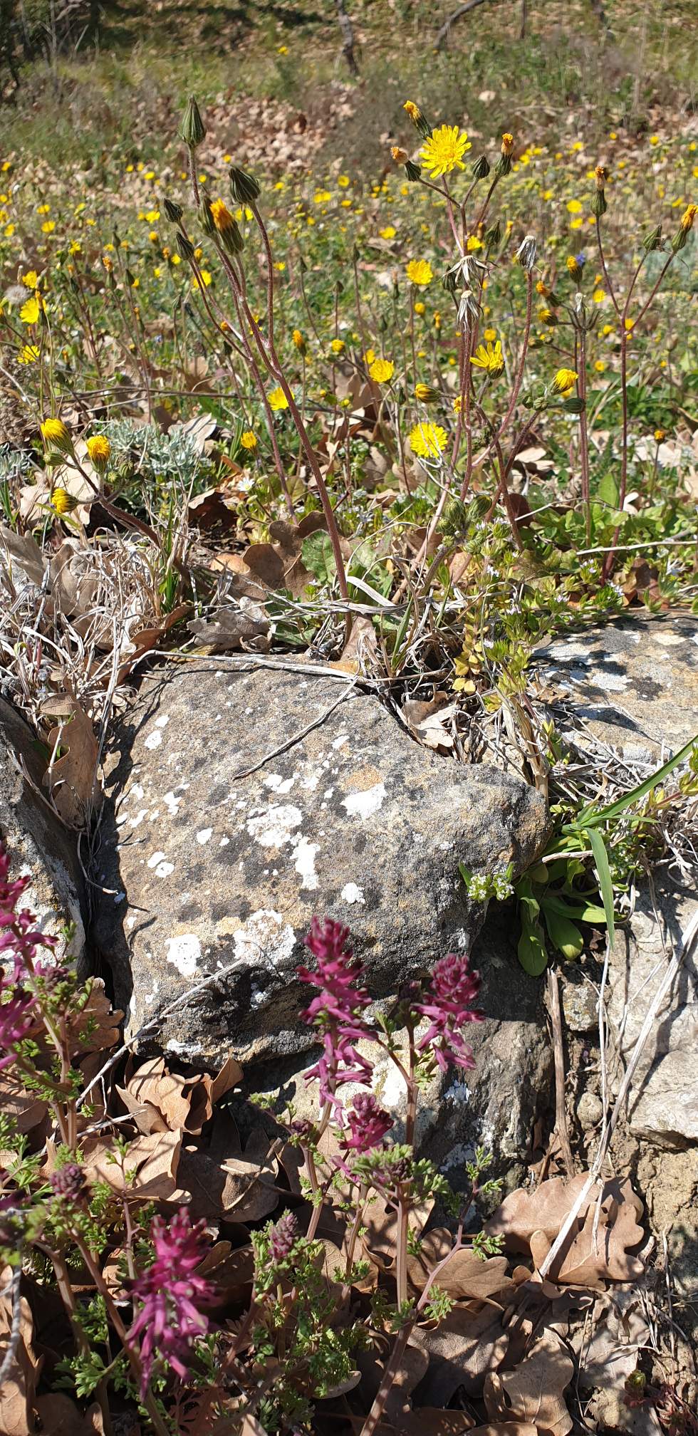 Annexe Muret - Drôme.jpeg