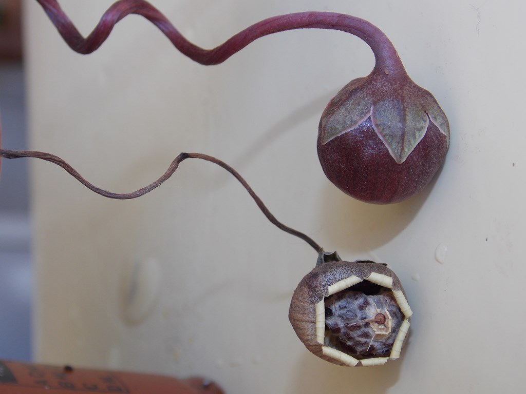 Annexe Fruit et graines de cyclamen (fleuriste).JPG