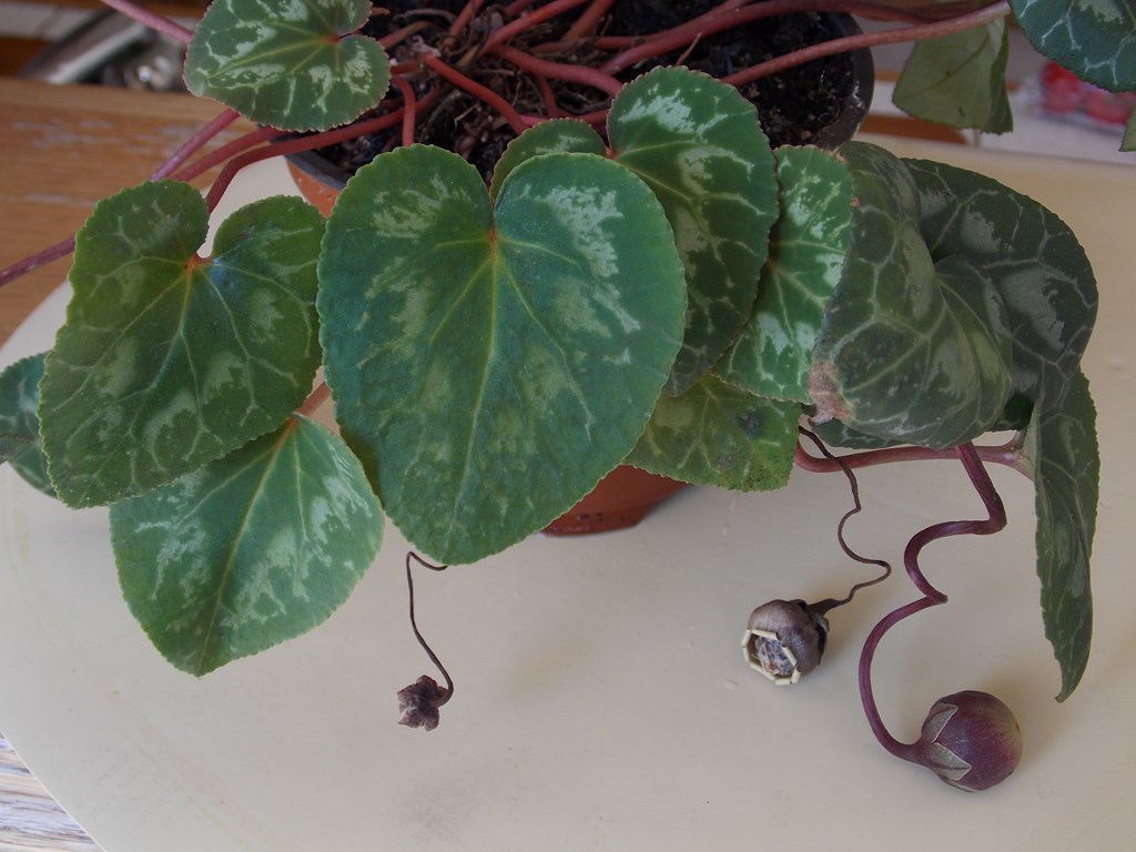 Annexe Fruits dun cyclamen de fleuriste.JPG