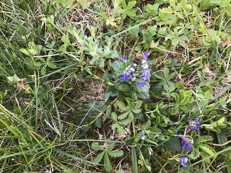 Annexe Bugle_rampante.1.JPG