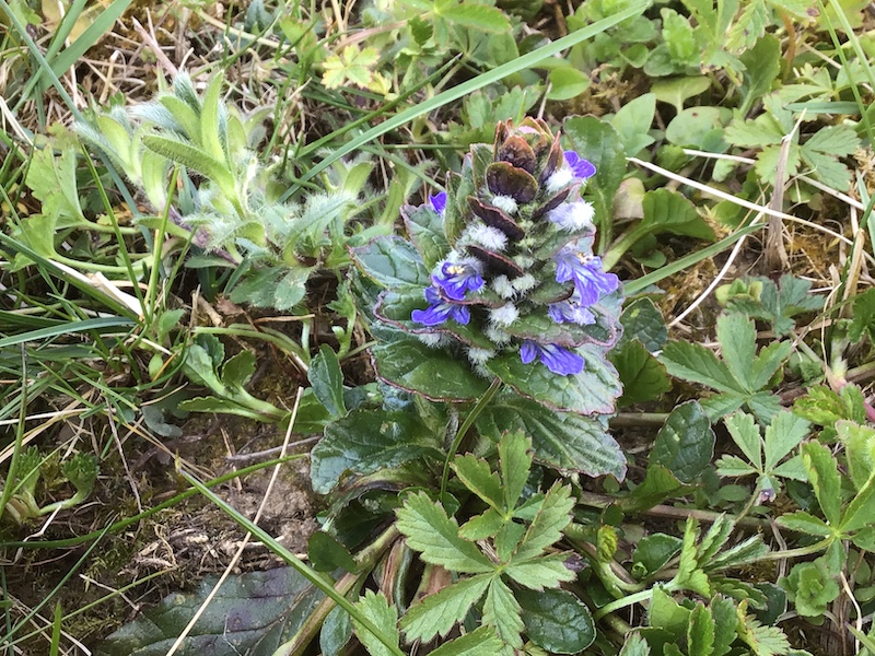 Annexe Bugle_rampante.2.JPG