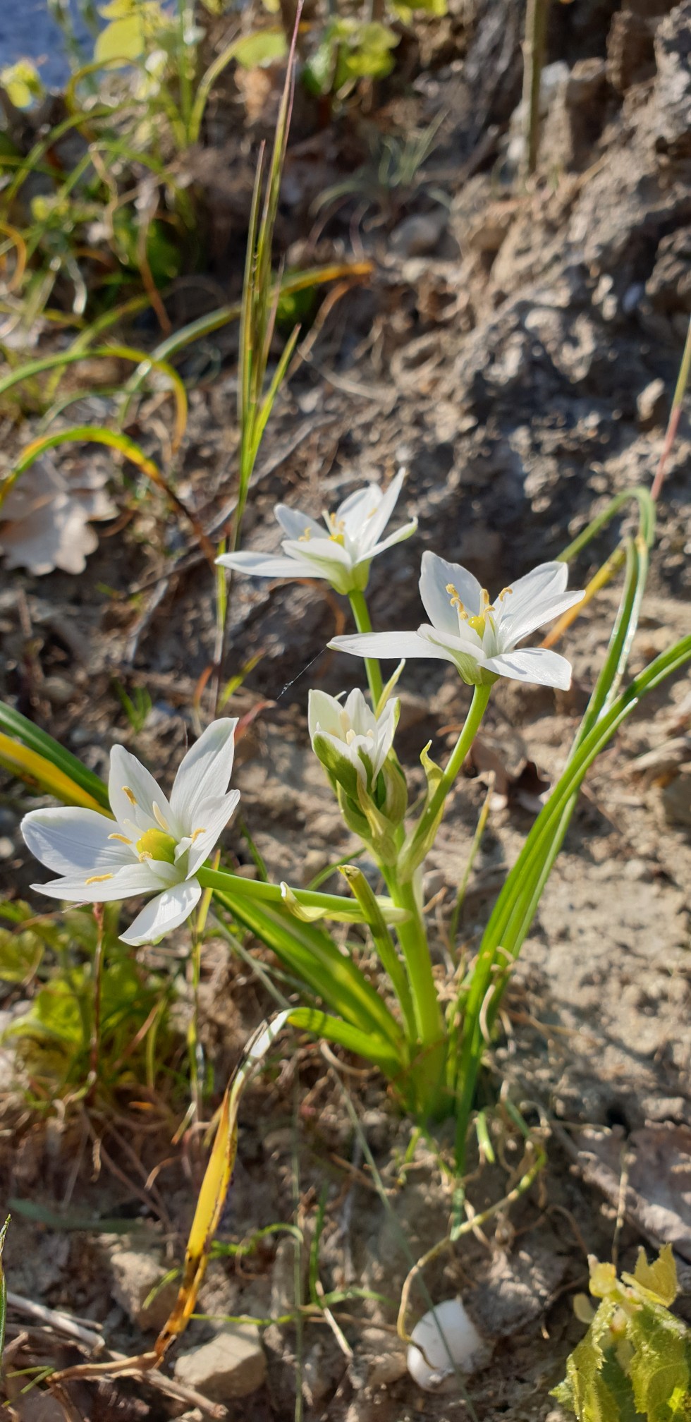 Annexe Dame de onze heure - dessus.jpeg