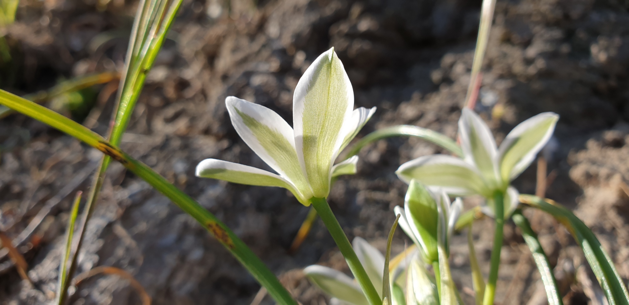 Annexe Ornithogale - dessous.jpeg