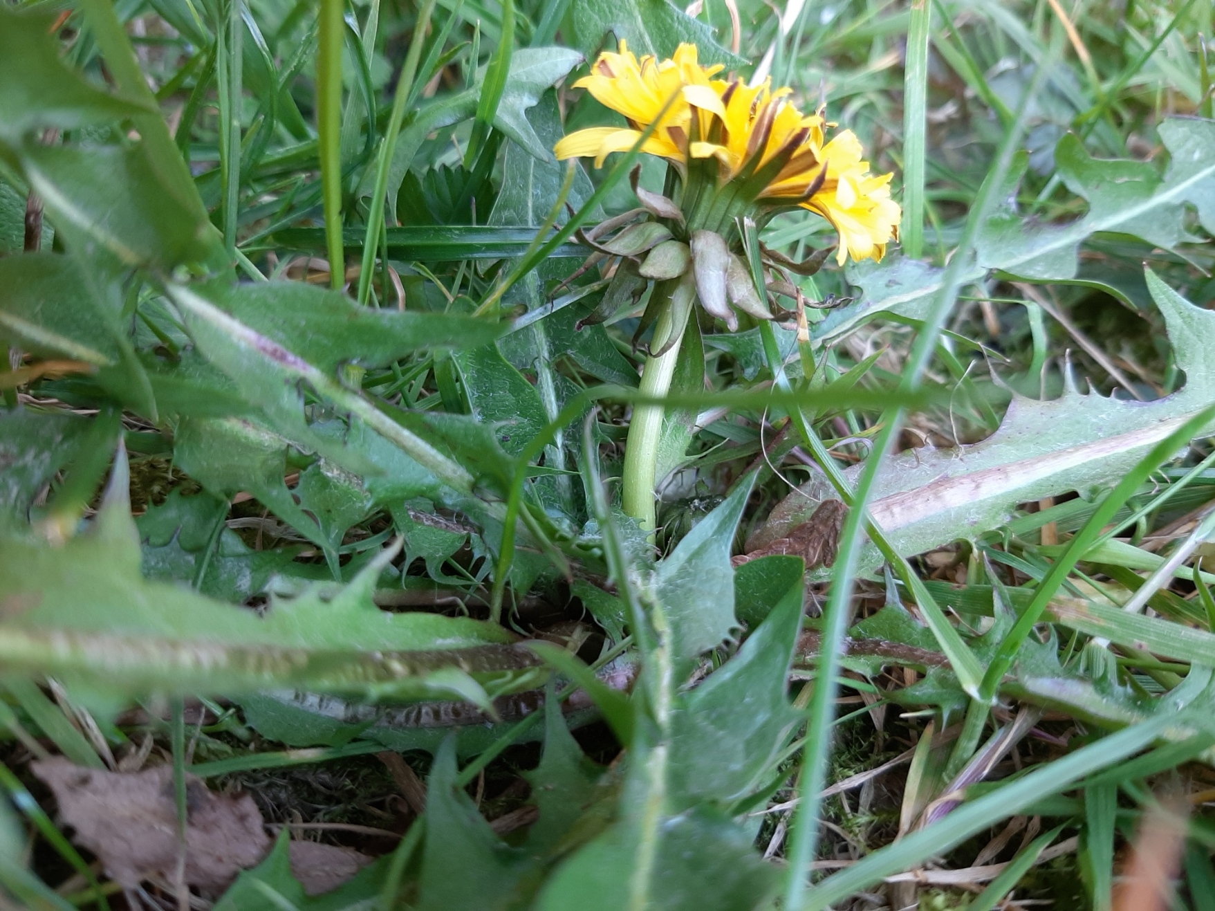 Annexe 20200405_181035.jpg