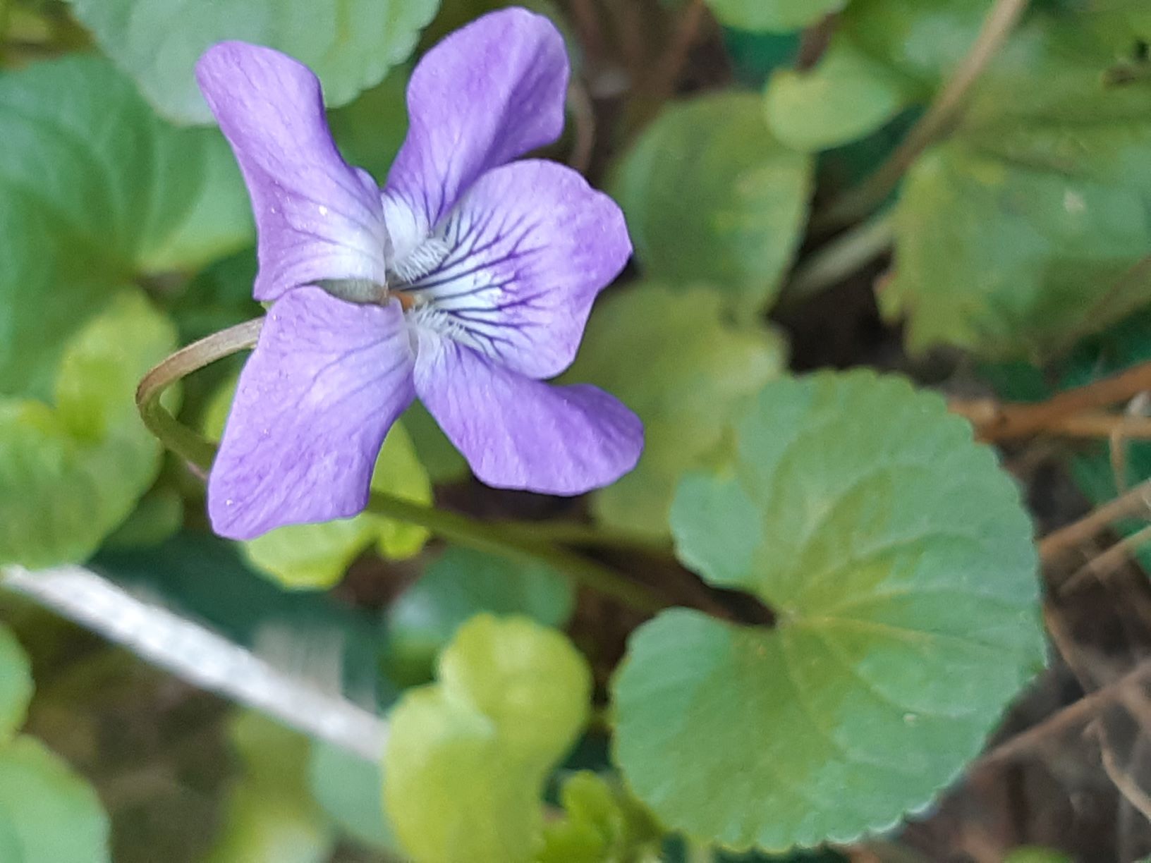 Annexe VIOLETTEBis.jpg