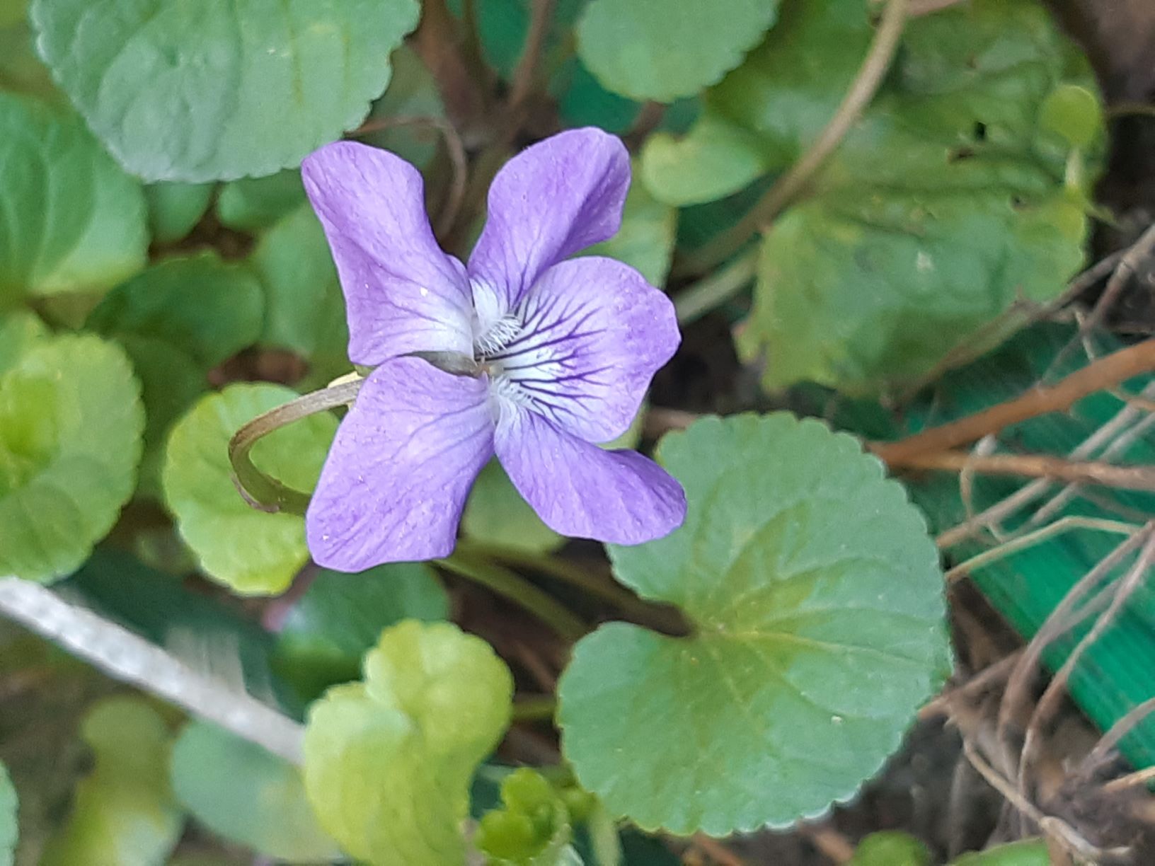 Annexe VIOLETTEPhoto.jpg